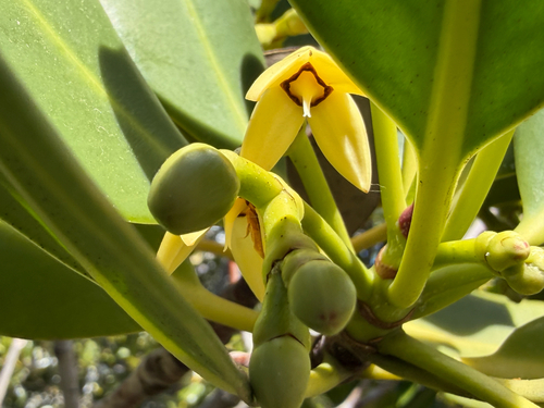 Rhizophora stylosa, photograph 2