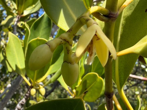 Rhizophora stylosa, photograph 3