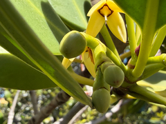 Rhizophora stylosa, photograph (c) smathichong, some rights reserved (CC BY)