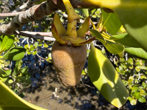 Rhizophora stylosa, photograph 5