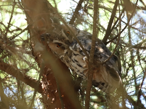 Long-eared Owl