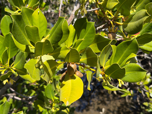 Rhizophora stylosa, photograph 6