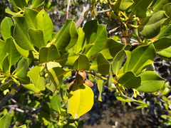 Rhizophora stylosa, photograph (c) smathichong, some rights reserved (CC BY)