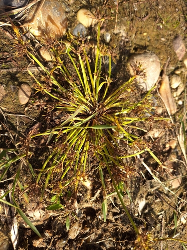 Brown Flatsedge