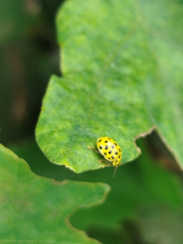 22-spot Ladybird
