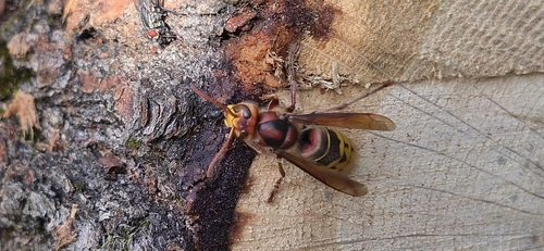 European Hornet