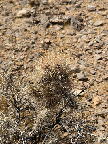 Cylindropuntia echinocarpa, photograph 6