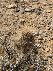 Cylindropuntia echinocarpa, photograph (c) CK2AZ, some rights reserved (CC BY)