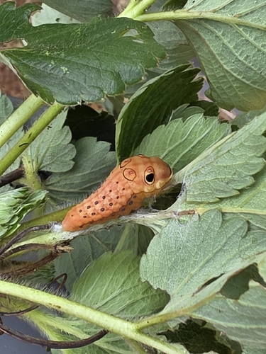 Spicebush Swallowtail