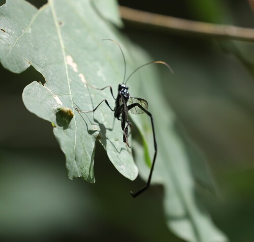 American Pelecinid Wasp