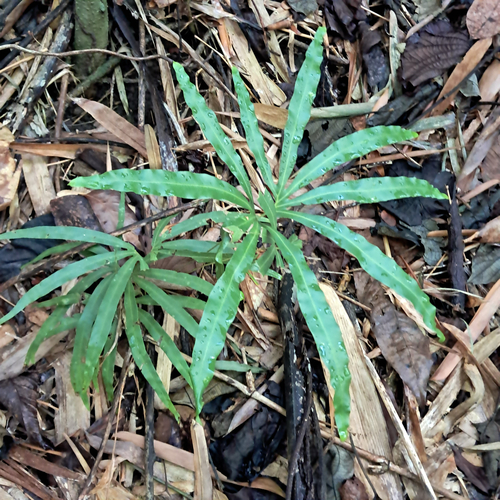 Lygodium circinnatum observed 2026-09-18