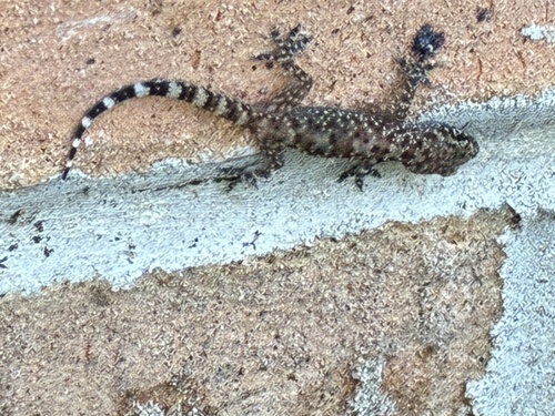 Mediterranean House Gecko