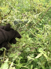 Rose rosette emaravirus