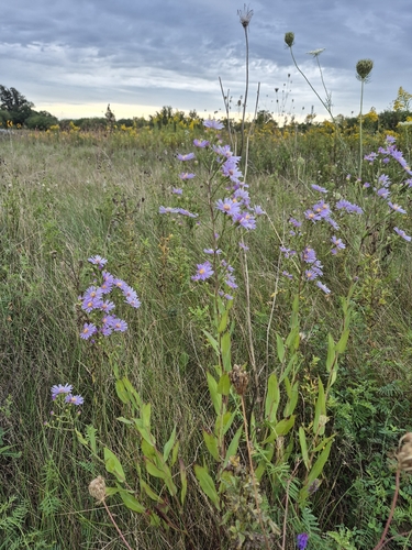 Symphyotrichum oolentangiense, photograph 5