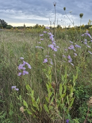 (c) Sam Turner, some rights reserved (CC BY) Symphyotrichum oolentangiense, photograph (c) Sam Turner, some rights reserved (CC BY)