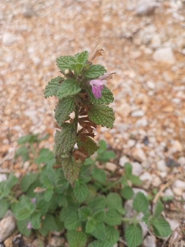 Black horehound