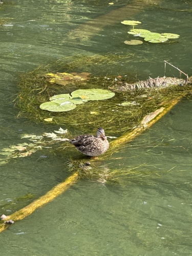 Mallard