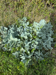 Crambe maritima, photograph author not stated, no rights reserved