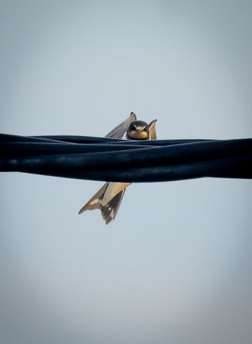 Barn Swallow