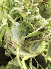 Rose rosette emaravirus