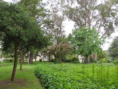 Podocarpus macrophyllus