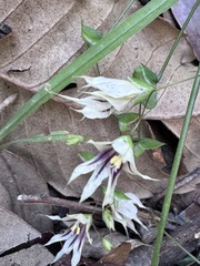 Melasphaerula graminea