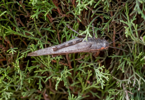 Egyptian Bird Grasshopper