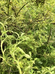 Rose rosette emaravirus