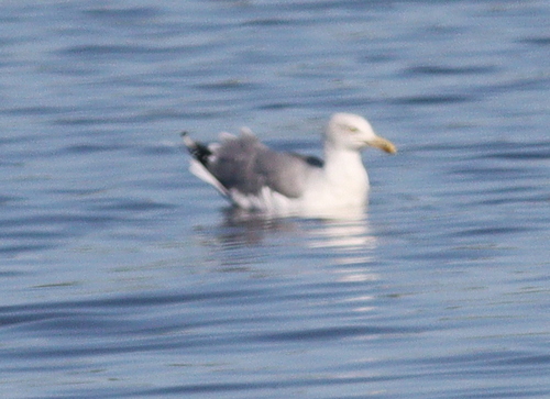 Yellow-legged Gull