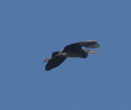 Grey Heron