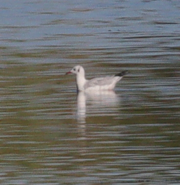 Black-headed Gull