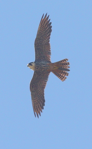 Eurasian Hobby