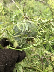 Rose rosette emaravirus