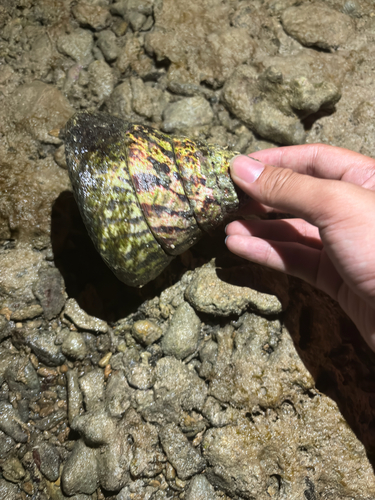 Trochus niloticus observed 2026-09-18