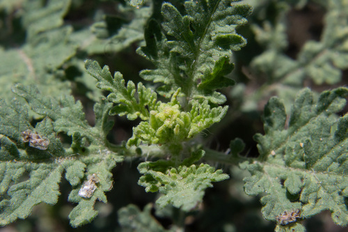 Hedosyne ambrosiifolia