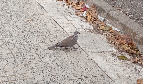 Eurasian Collared-Dove
