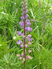 Lupinus oreganus