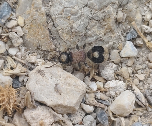 Nemka viduata andalusiana