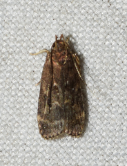 Helcystogramma melantherella