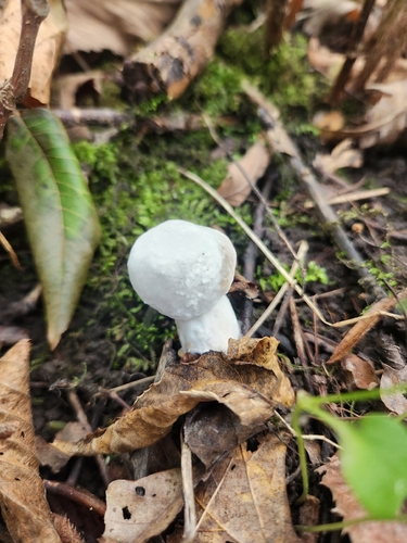 bolete mould