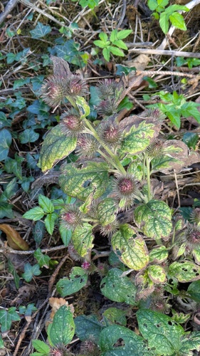 Arctium minus, photograph 5