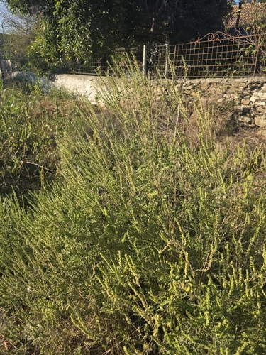 common ragweed