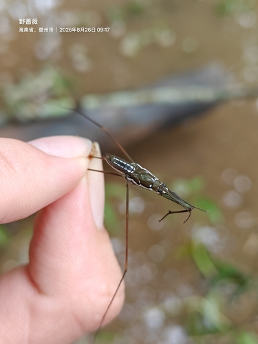Ptilomera tigrina