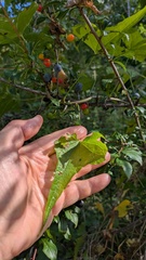 (c) guywallbanks, some rights reserved (CC BY) Dioscorea communis, photograph (c) guywallbanks, some rights reserved (CC BY)