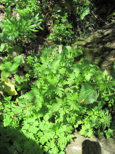 Geranium purpureum, photograph 1