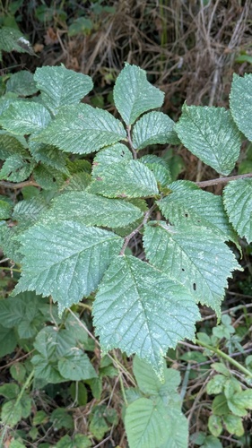 Ulmus glabra, photograph 5