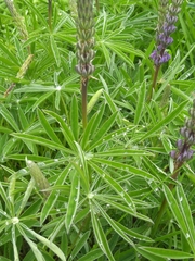 Lupinus oreganus
