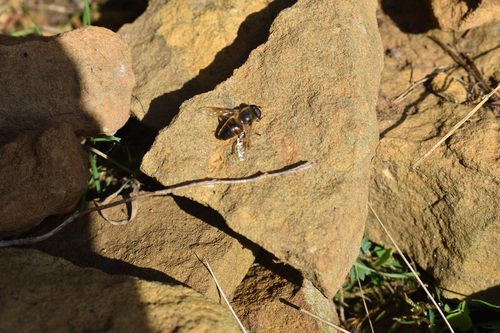 Common Drone Fly