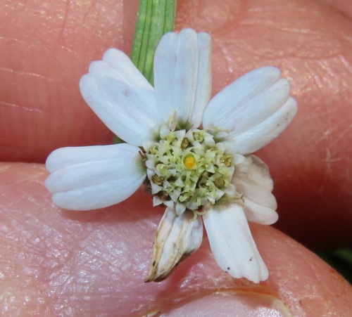 Sneezewort