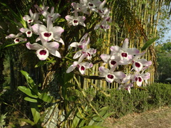 Dendrobium nobile